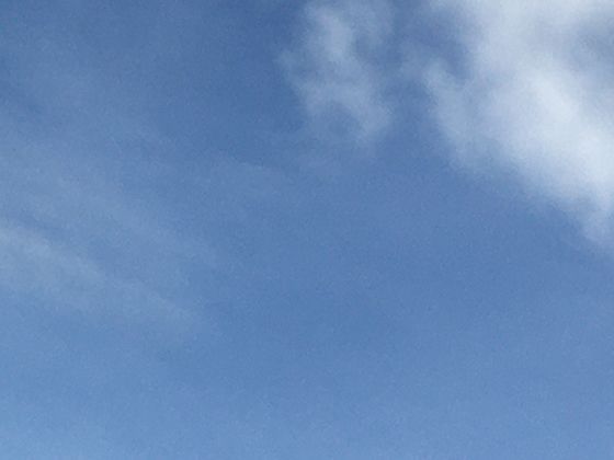 文化象征的流转：从西方葬礼用花到东方吉祥寓意演变