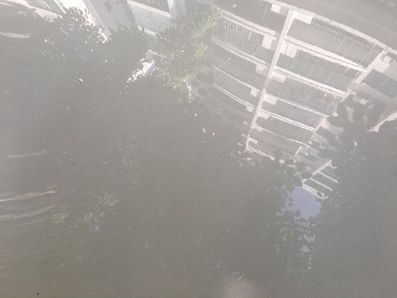 海豹声音交流的多样性：水下叫声如何传递社交与警告信息