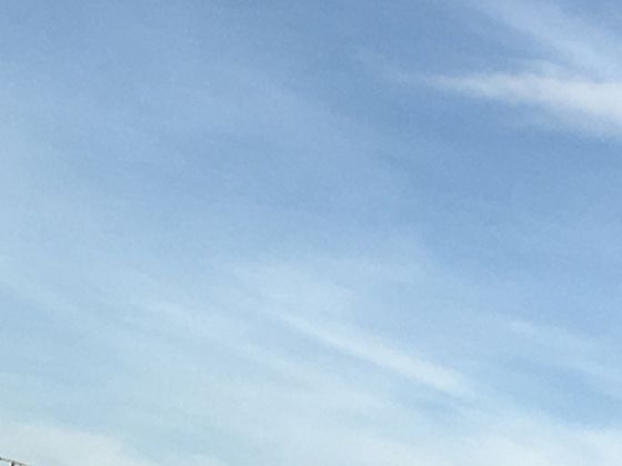 不止于好看：槐花在传统民俗里的那些有趣习俗与文化象征