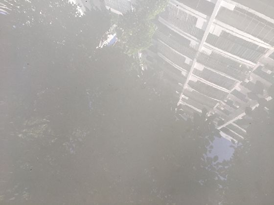 珊瑚虫的群体繁衍智慧：无性生殖如何构建海底生态系统