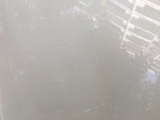 铁线莲：被称为“藤本皇后”的她，有哪些不为人知的品种秘密