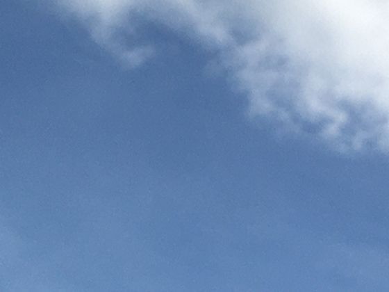 从“中华猕猴桃”到“奇异果”：一段跨越国界的水果命名与品牌化历程