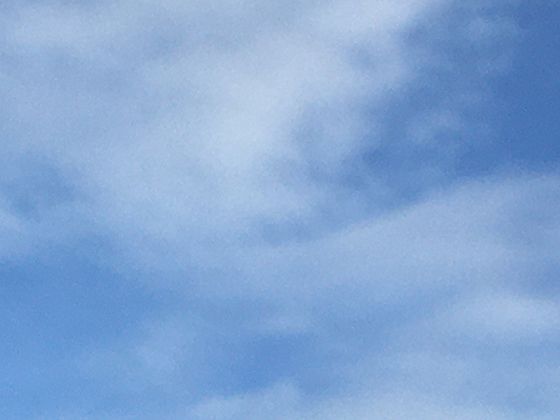 寄生植物的偷叶艺术：菟丝子如何退化叶片掠夺宿主营养