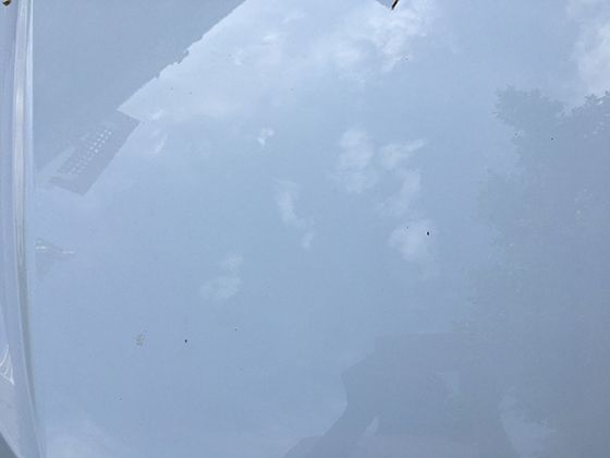 寒温带针叶林的“毛皮精灵”：紫貂的生存依赖与森林植被的关联