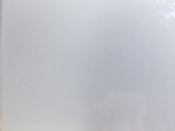 熊类的食性适应：从纯肉食到杂食性转变的演化智慧探秘