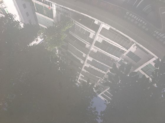 不同品种大揭秘：常见的结球甘蓝种类及各自适合的生长环境解析