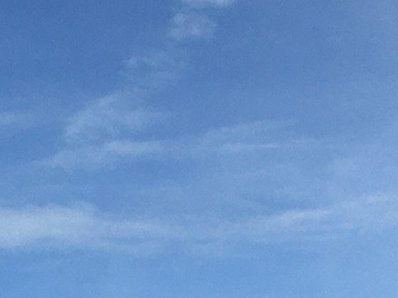 会“害羞”的含羞草：叶片触碰后闭合的背后藏着什么秘密？