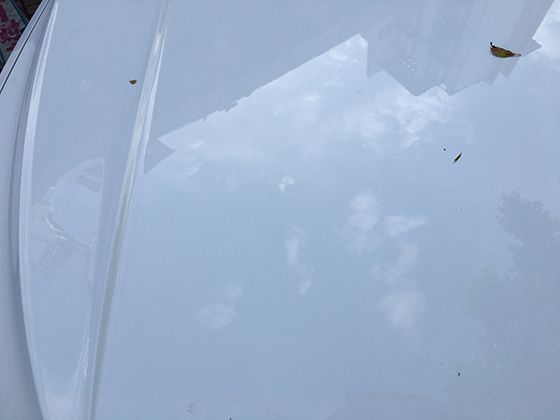 杉树在园林景观中的应用：如何用杉树打造美观又实用的绿色空间