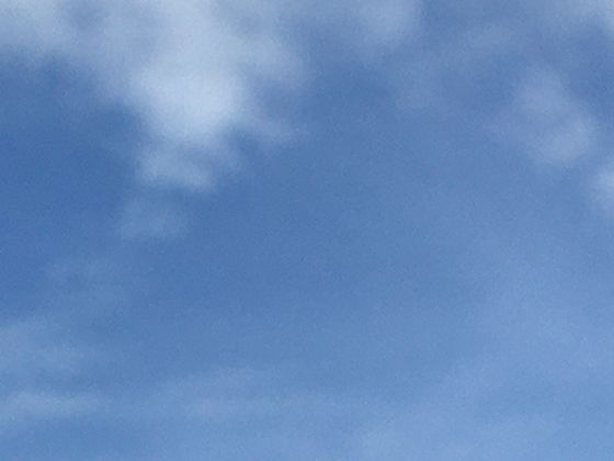 藤本植物的缠绕方向之谜：为何有的向左绕，有的偏向右？