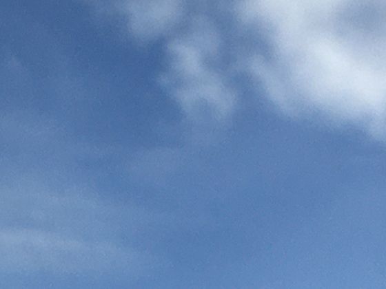 为啥古代称老虎为“大虫”？名号演变里藏着老虎的生态角色小科普