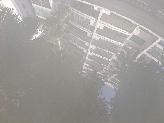 幼苗的伪装艺术：热带雨林中的