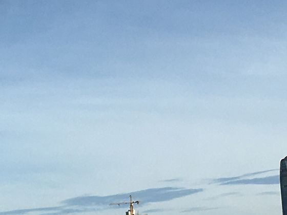 球根文化的传播史：郁金香如何从土耳其风靡欧洲